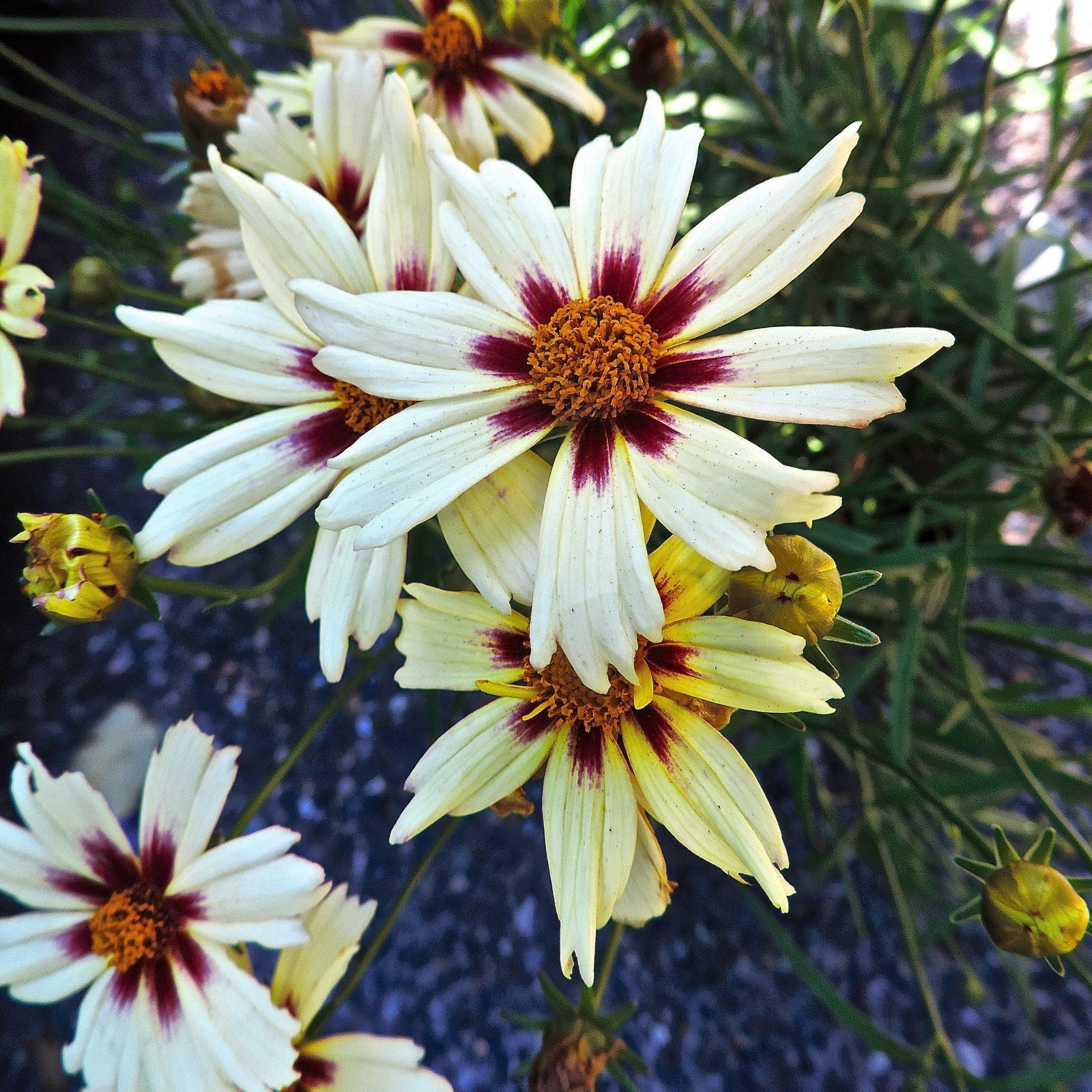 Coreopsis x verticillata Starlight ~ Starlight Tickseed, Coreopsis-ServeScape