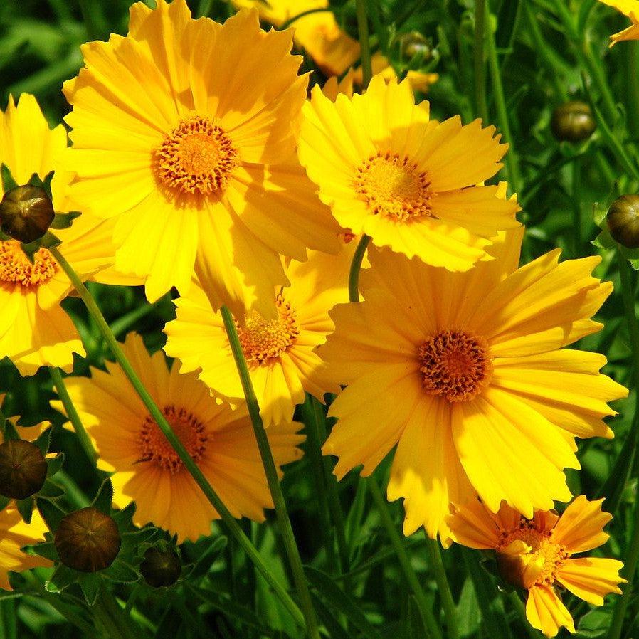 Coreopsis grandiflora ~ Large Flowered Coreopsis-ServeScape