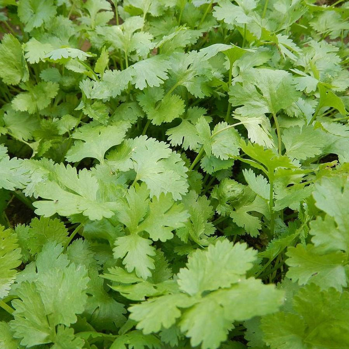 Coriandrum Sativum 'Santo' ~ Santo Cilantro-ServeScape
