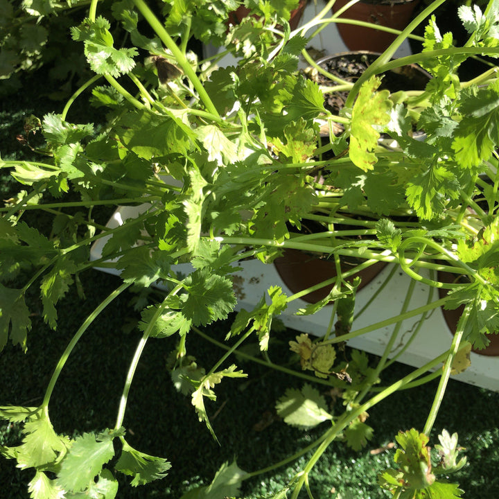 Coriandrum Sativum 'Santo'~ Santo Cilantro - Delivered By ServeScape