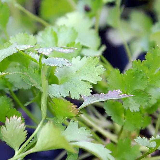 Coriandrum Sativum 'Santo' ~ Santo Cilantro-ServeScape
