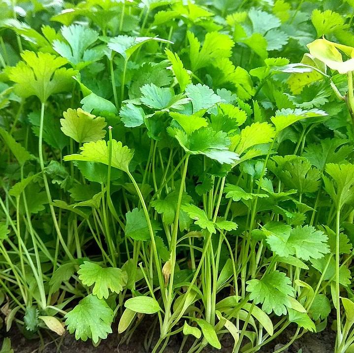 Coriandrum sativum ~ Cilantro, Coriander-ServeScape