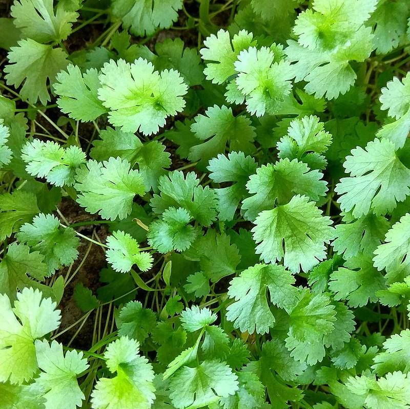 Coriandrum sativum ~ Cilantro, Coriander-ServeScape