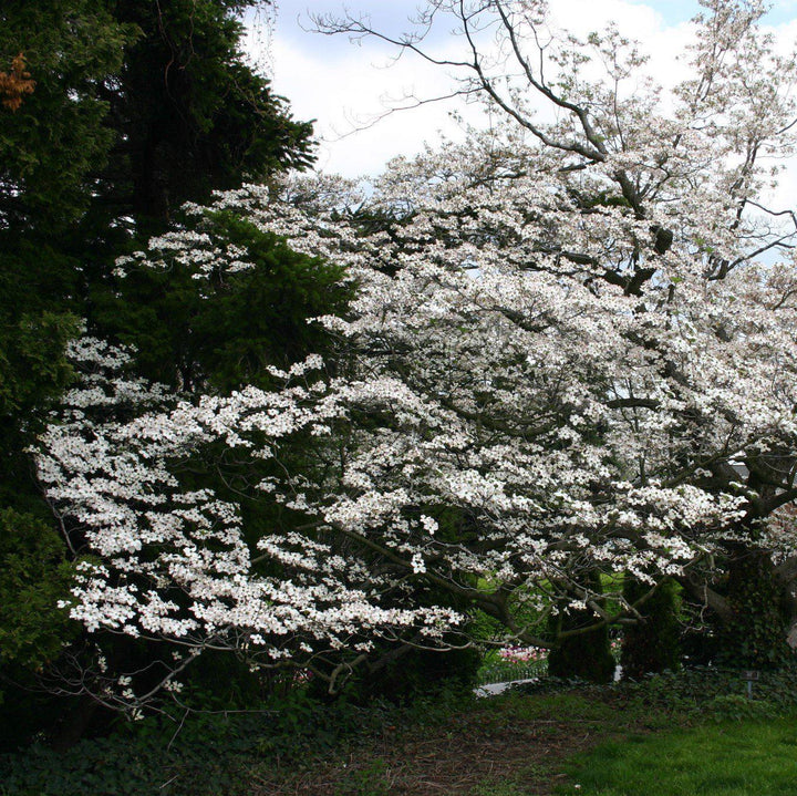 Cornus Florida 'Appalachian Joy' ~ Appalachian Joy Dogwood-ServeScape