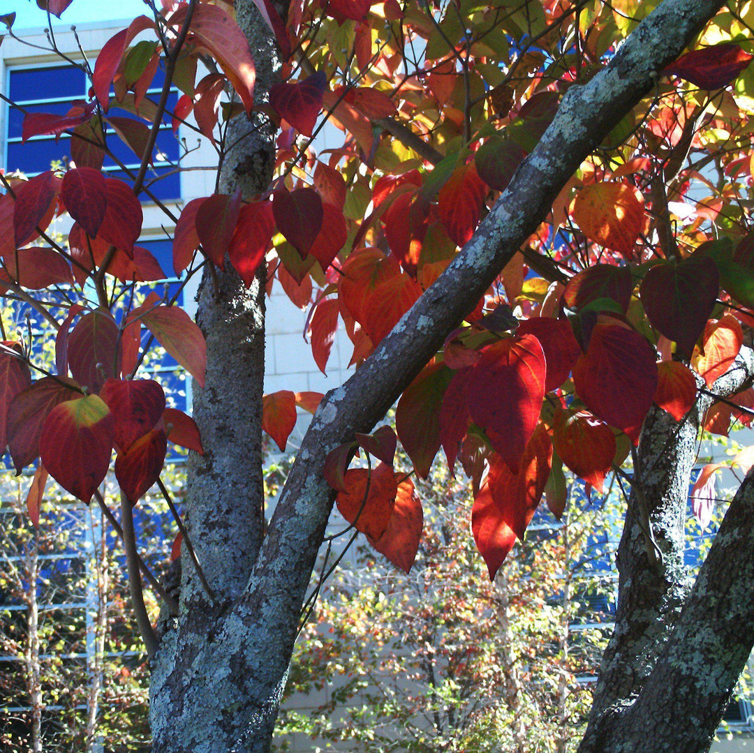 Cornus Florida 'Appalachian Joy' ~ Appalachian Joy Dogwood-ServeScape