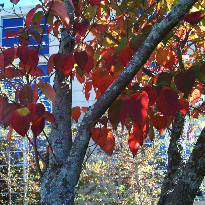 Cornus Florida 'Appalachian Joy' ~ Appalachian Joy Dogwood-ServeScape