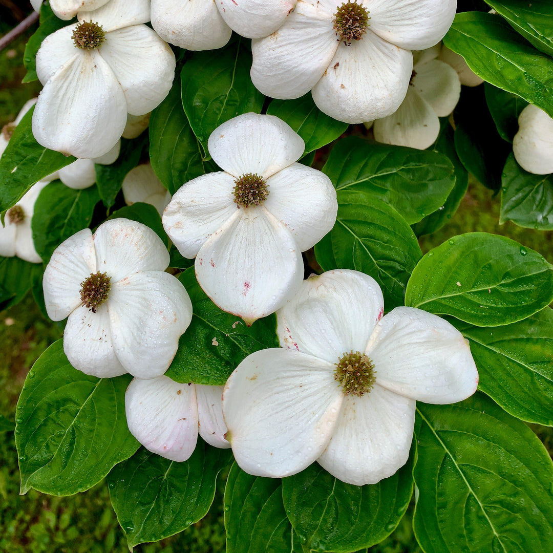 Cornus Florida 'Appalachian Joy' ~ Appalachian Joy Dogwood-ServeScape