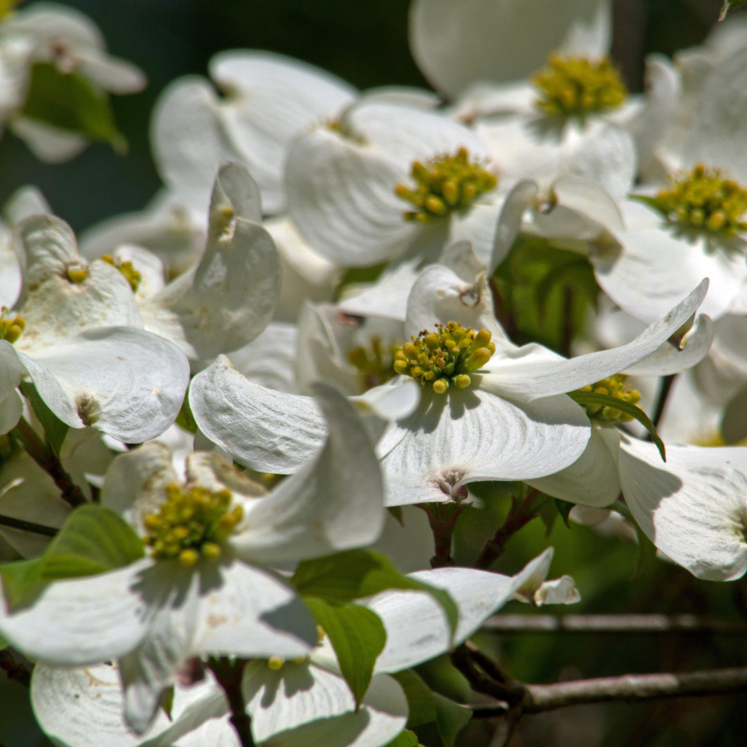Cornus Florida 'Appalachian Joy' ~ Appalachian Joy Dogwood-ServeScape