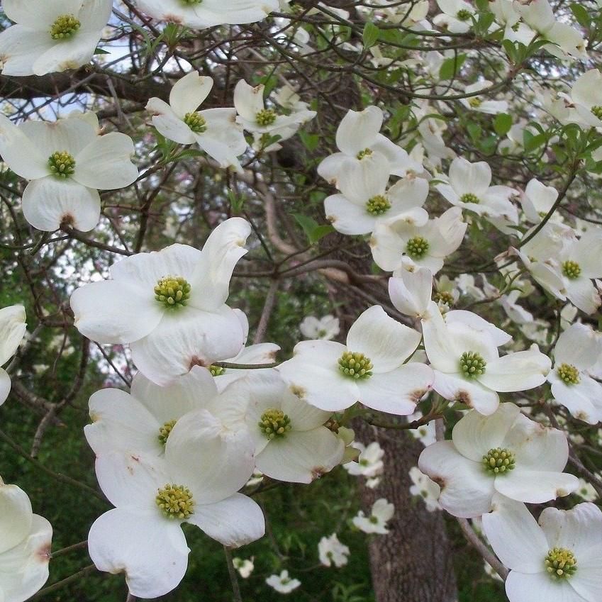 Cornus Florida 'Appalachian Joy' ~ Appalachian Joy Dogwood-ServeScape