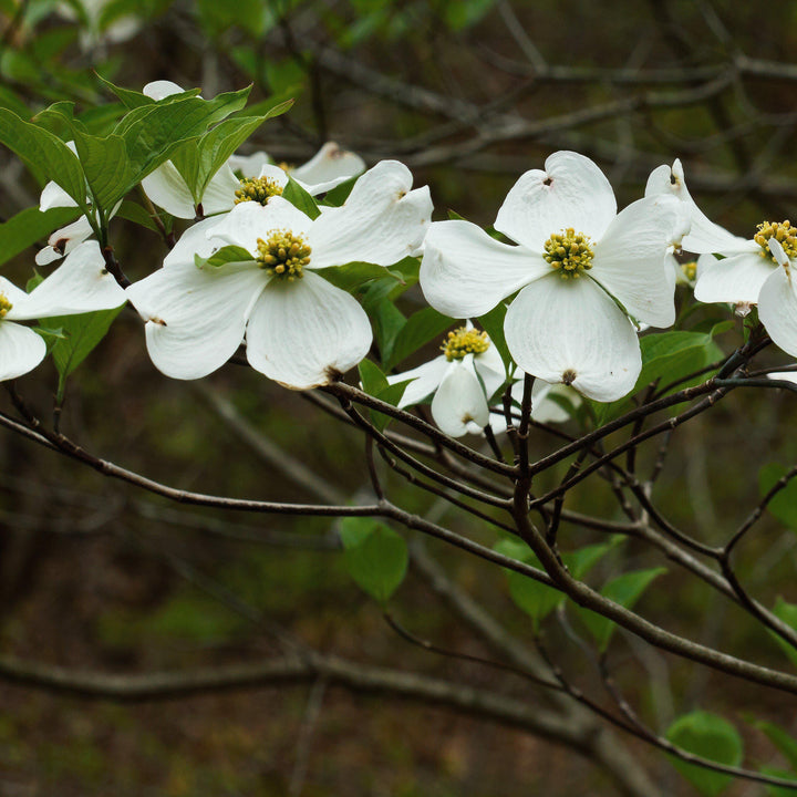 Cornus Florida 'Appalachian Snow' ~ Appalachian Snow Dogwood-ServeScape