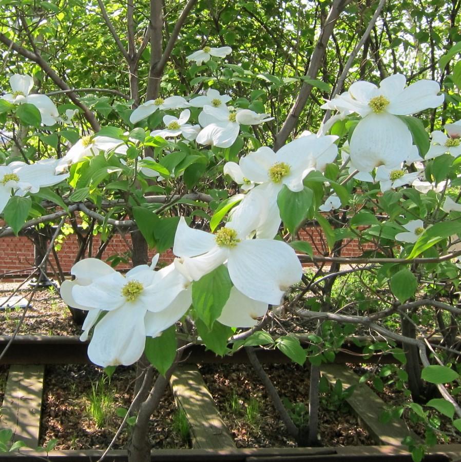 Cornus Florida 'Jeans Appalachian Snow' ~ Appalachian Snow Dogwood-ServeScape