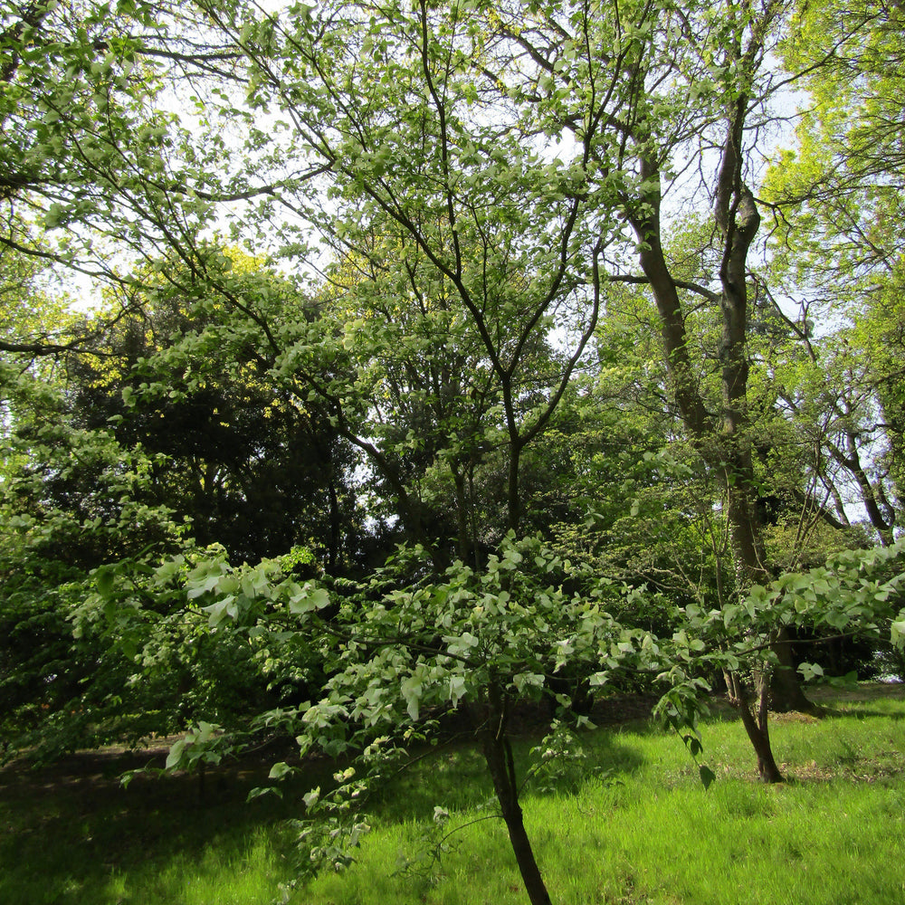 Cornus 'Rutcan' ~ Constellation Dogwood-ServeScape