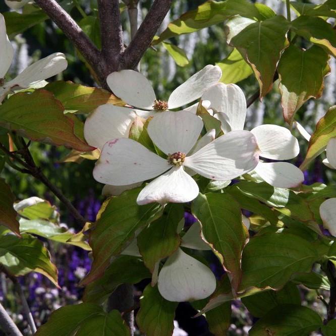 Cornus 'Rutcan' ~ Constellation Dogwood-ServeScape