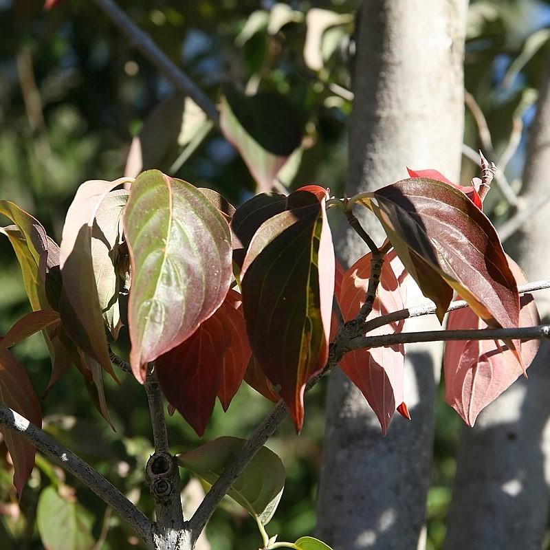 Cornus 'Rutdan' ~ Celestial® Dogwood-ServeScape