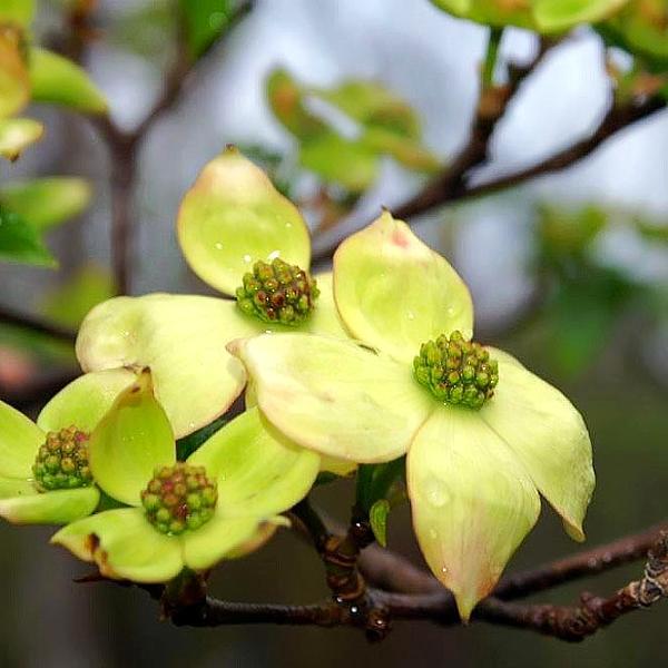 Cornus 'Rutdan' ~ Celestial® Dogwood - Delivered By ServeScape