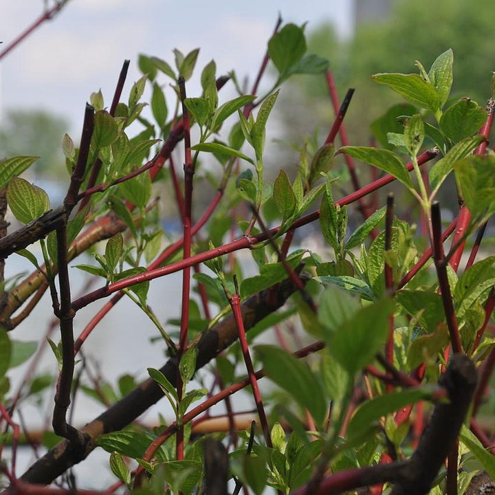 Cornus amomum 'Cayenne' ~ Cayenee Silky Dogwood-ServeScape