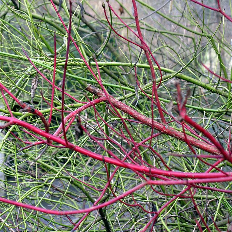 Cornus amomum 'Cayenne' ~ Cayenee Silky Dogwood-ServeScape