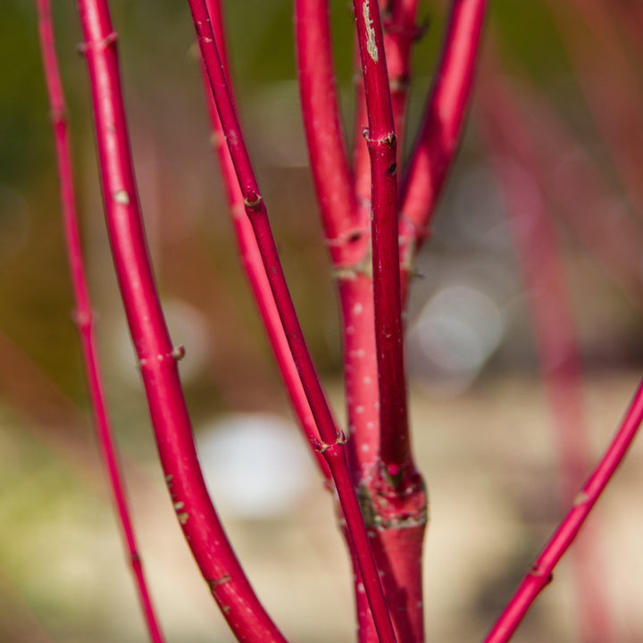 Cornus amomum 'Cayenne' ~ Cayenee Silky Dogwood - Delivered By ServeScape