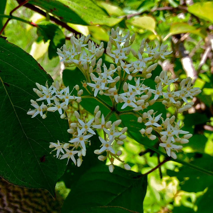 Cornus amomum ~ Silky Dogwood-ServeScape