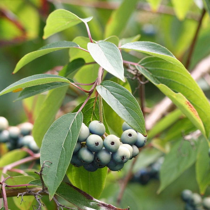 Cornus amomum ~ Silky Dogwood-ServeScape