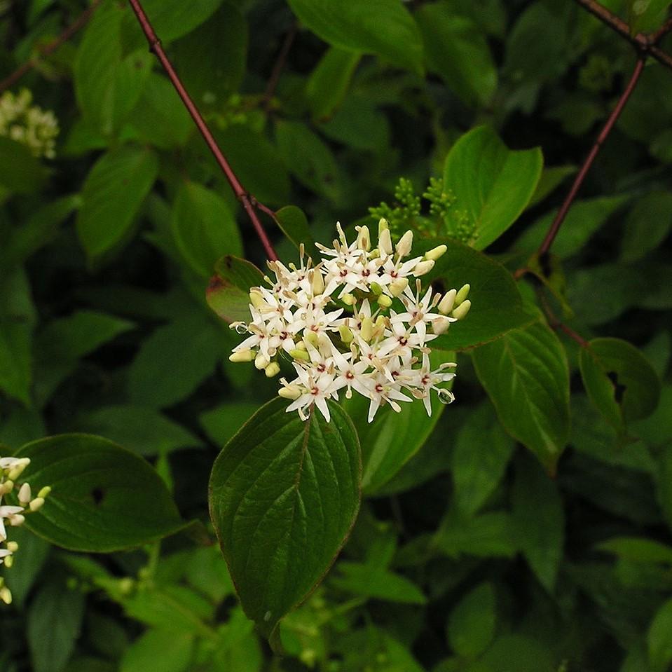 Cornus amomum ~ Silky Dogwood-ServeScape