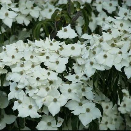 Cornus angustata ‘Elsbry' ~ Empress of China® Dogwood-ServeScape