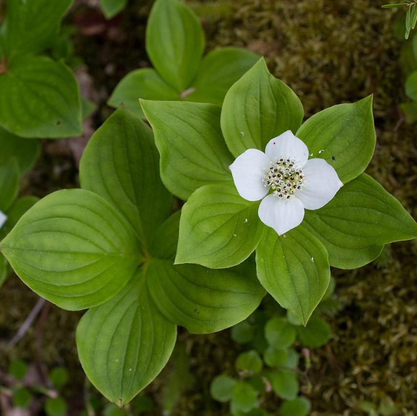 Cornus canadensis ~ Creeping Dogwood-ServeScape