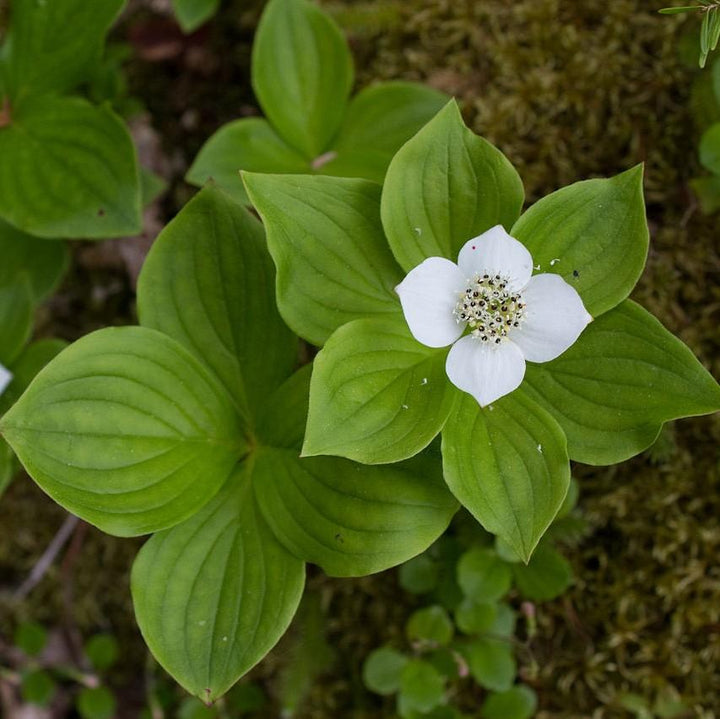 Cornus canadensis ~ Creeping Dogwood-ServeScape