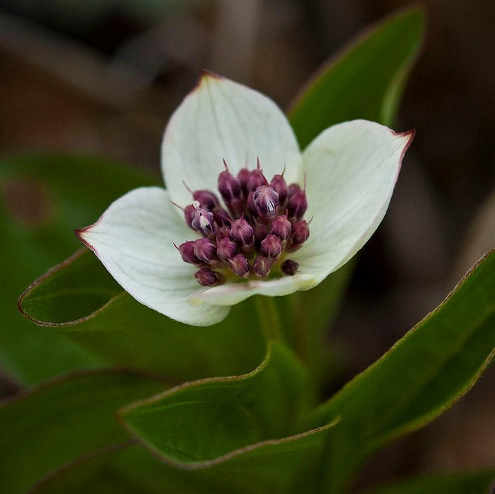 Cornus canadensis ~ Creeping Dogwood-ServeScape