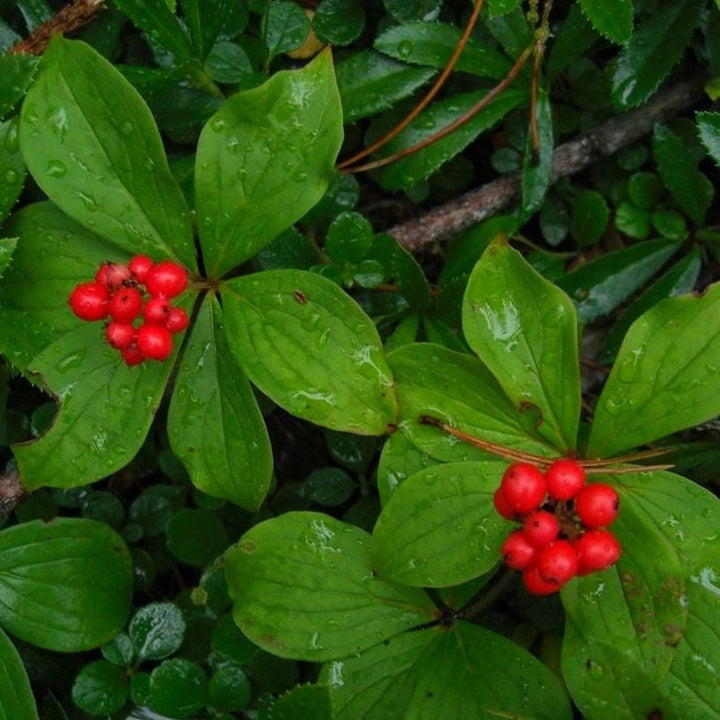 Cornus canadensis ~ Creeping Dogwood-ServeScape