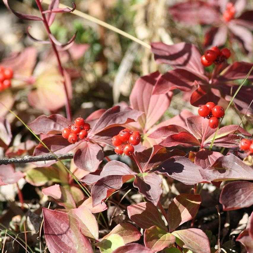 Cornus canadensis ~ Creeping Dogwood-ServeScape