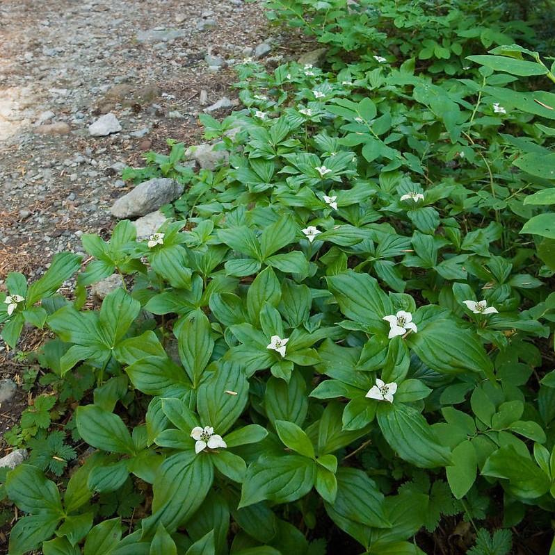 Cornus canadensis ~ Creeping Dogwood-ServeScape