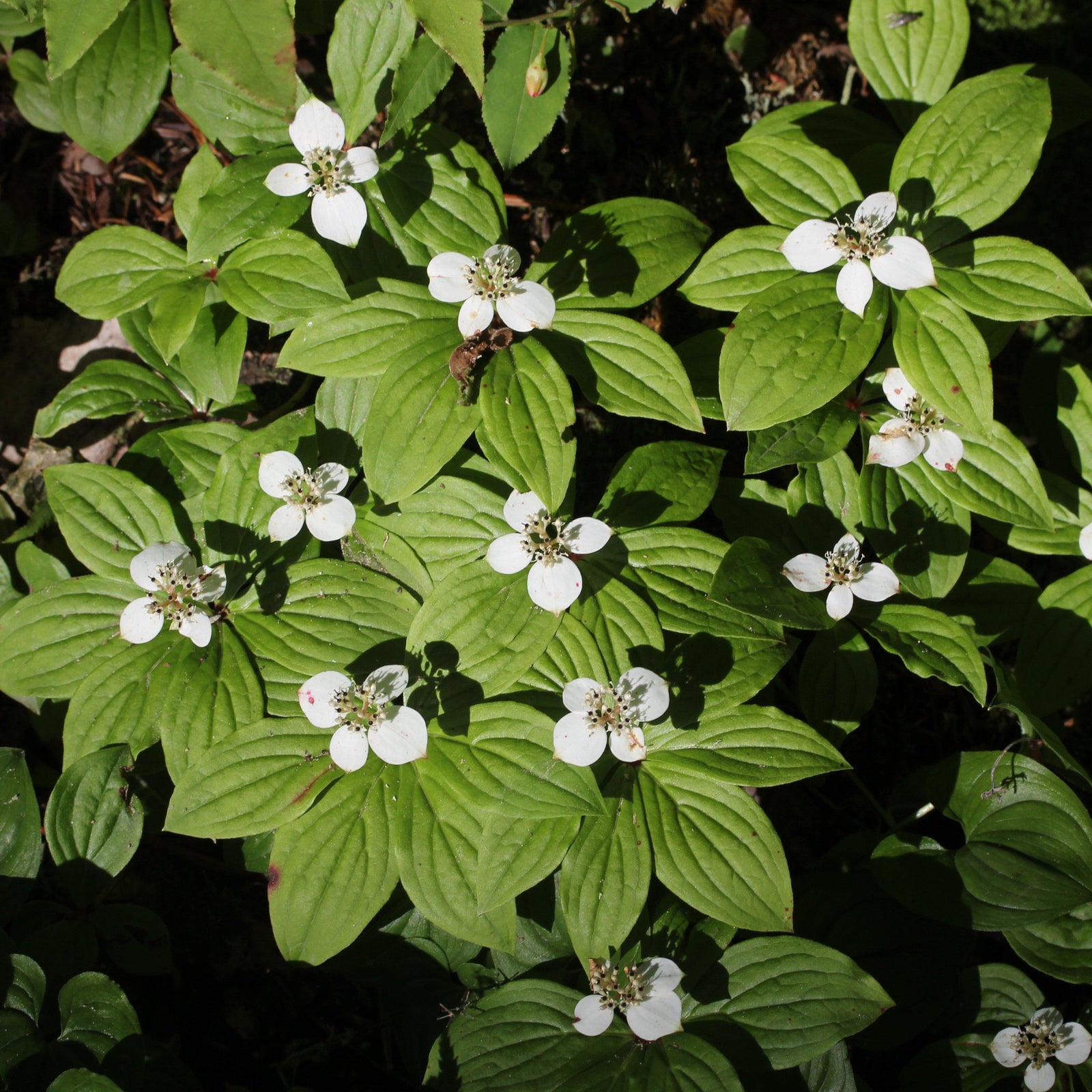 Cornus canadensis ~ Creeping Dogwood - Delivered By ServeScape