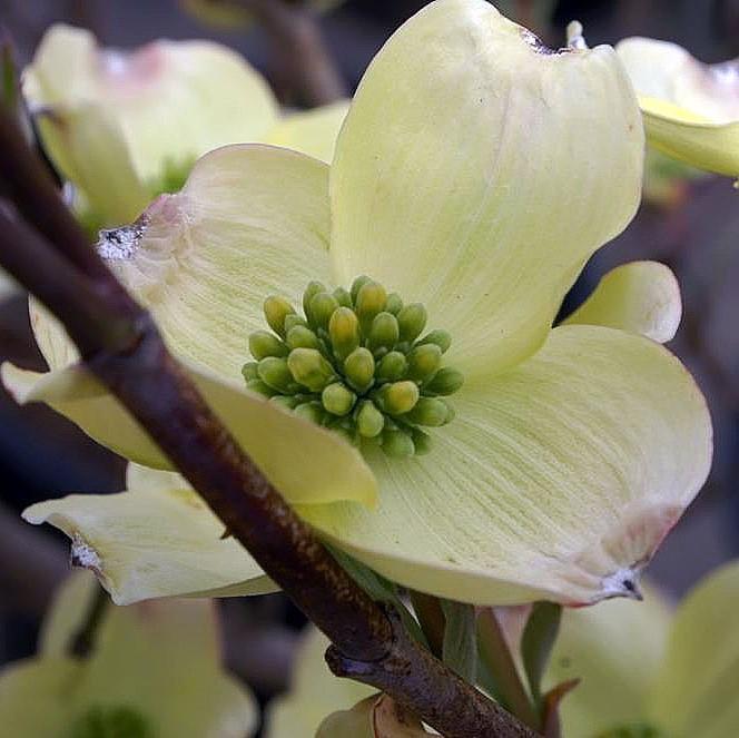 Cornus florida 'Cherokee Princess' ~ Cherokee Princess Dogwood-ServeScape