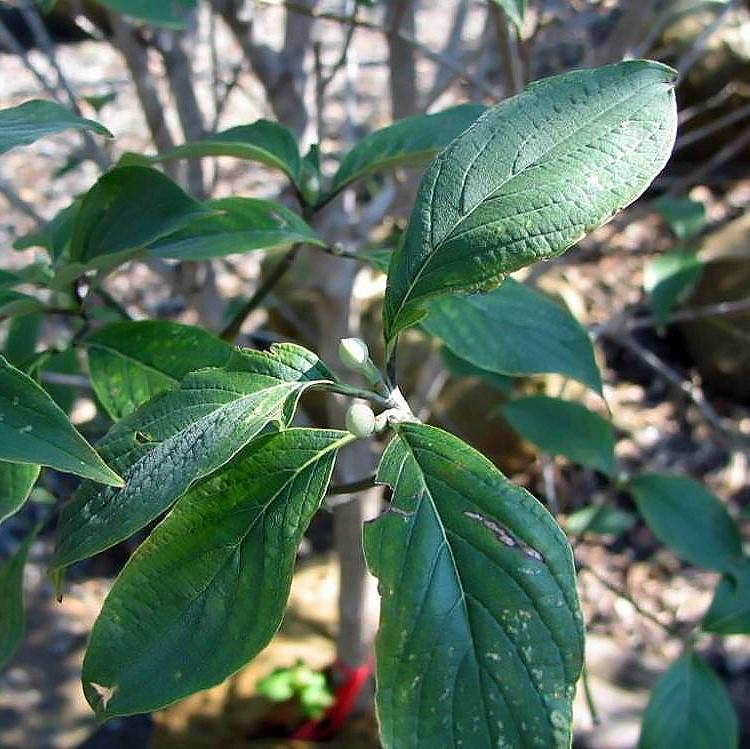 Cornus florida 'Cherokee Princess' ~ Cherokee Princess Dogwood-ServeScape
