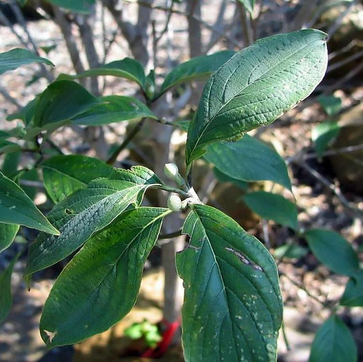 Cornus florida 'Cherokee Princess' ~ Cherokee Princess Dogwood-ServeScape
