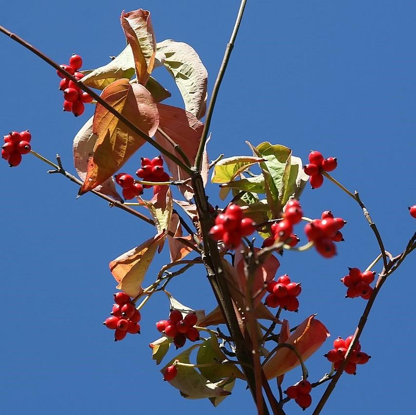 Cornus florida 'Cherokee Princess' ~ Cherokee Princess Dogwood-ServeScape