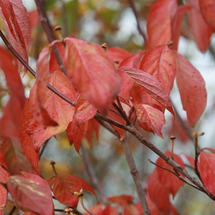 Cornus florida 'Cherokee Princess' ~ Cherokee Princess Dogwood-ServeScape