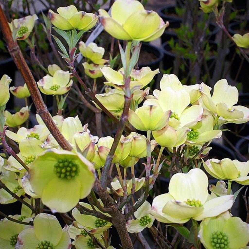 Cornus florida 'Cherokee Princess ~ Cherokee Princess Dogwood - Delivered By ServeScape