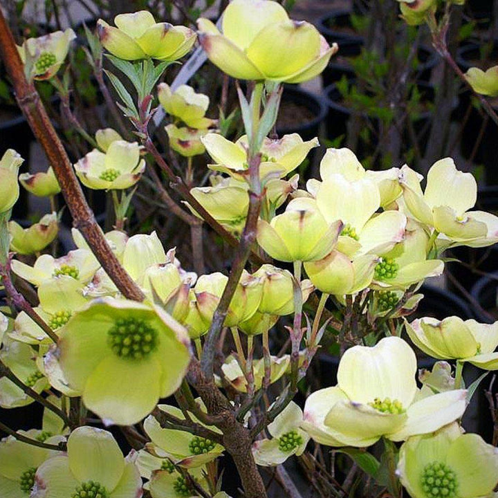 Cornus florida 'Cherokee Princess ~ Cherokee Princess Dogwood - Delivered By ServeScape