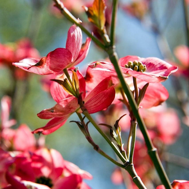 Cornus florida 'Comco No. 1' ~ Cherokee Brave Dogwood-ServeScape