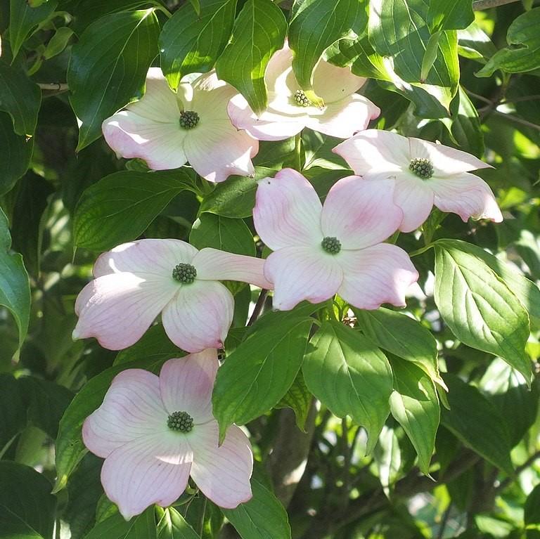 Cornus florida 'Comco No. 1' ~ Cherokee Brave Dogwood-ServeScape