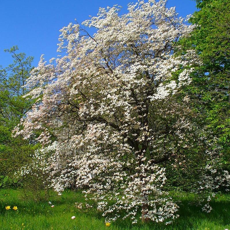 Cornus florida ~ Flowering Dogwood-ServeScape