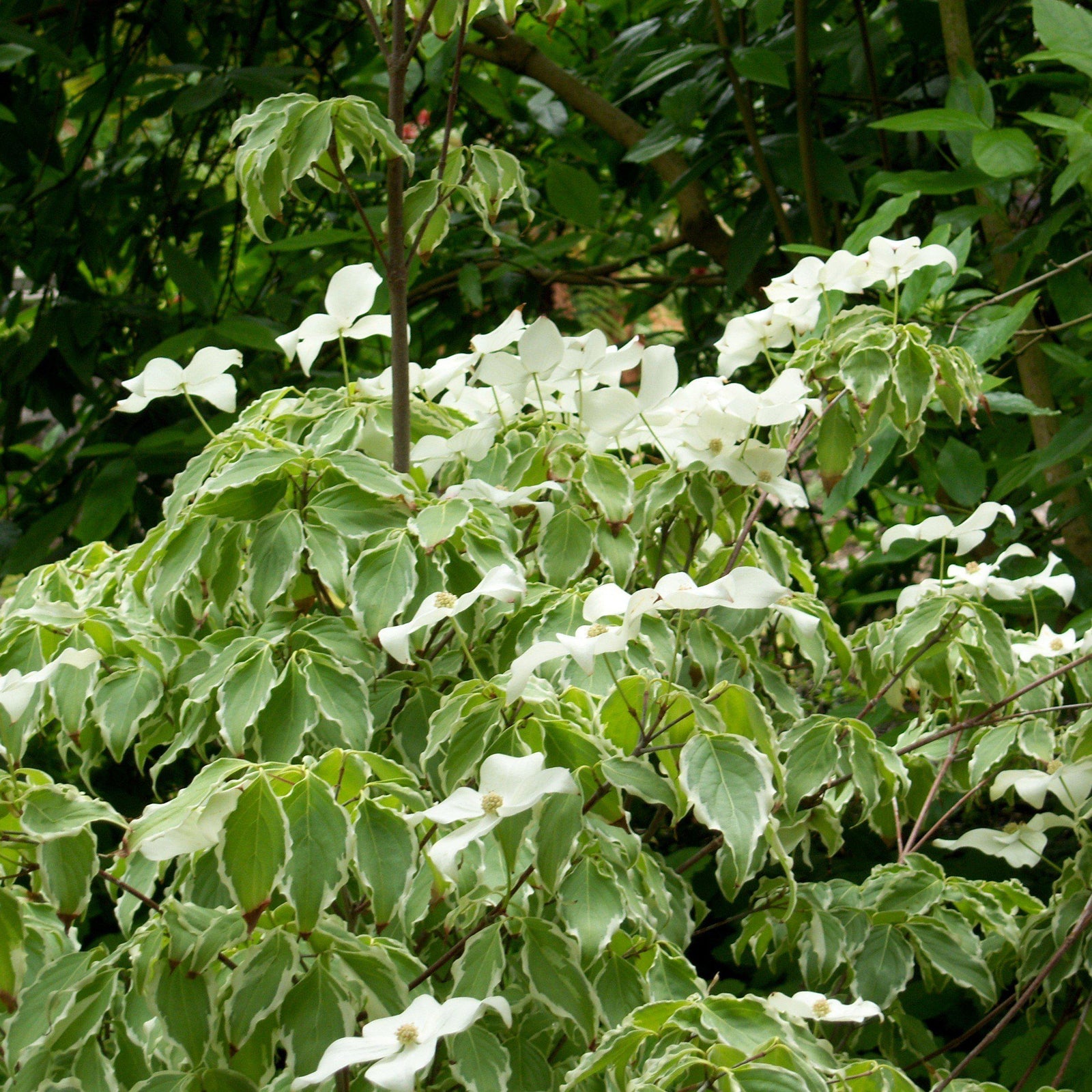 Cornus kousa 'Samzan' ~ Samaritan® Dogwood-ServeScape