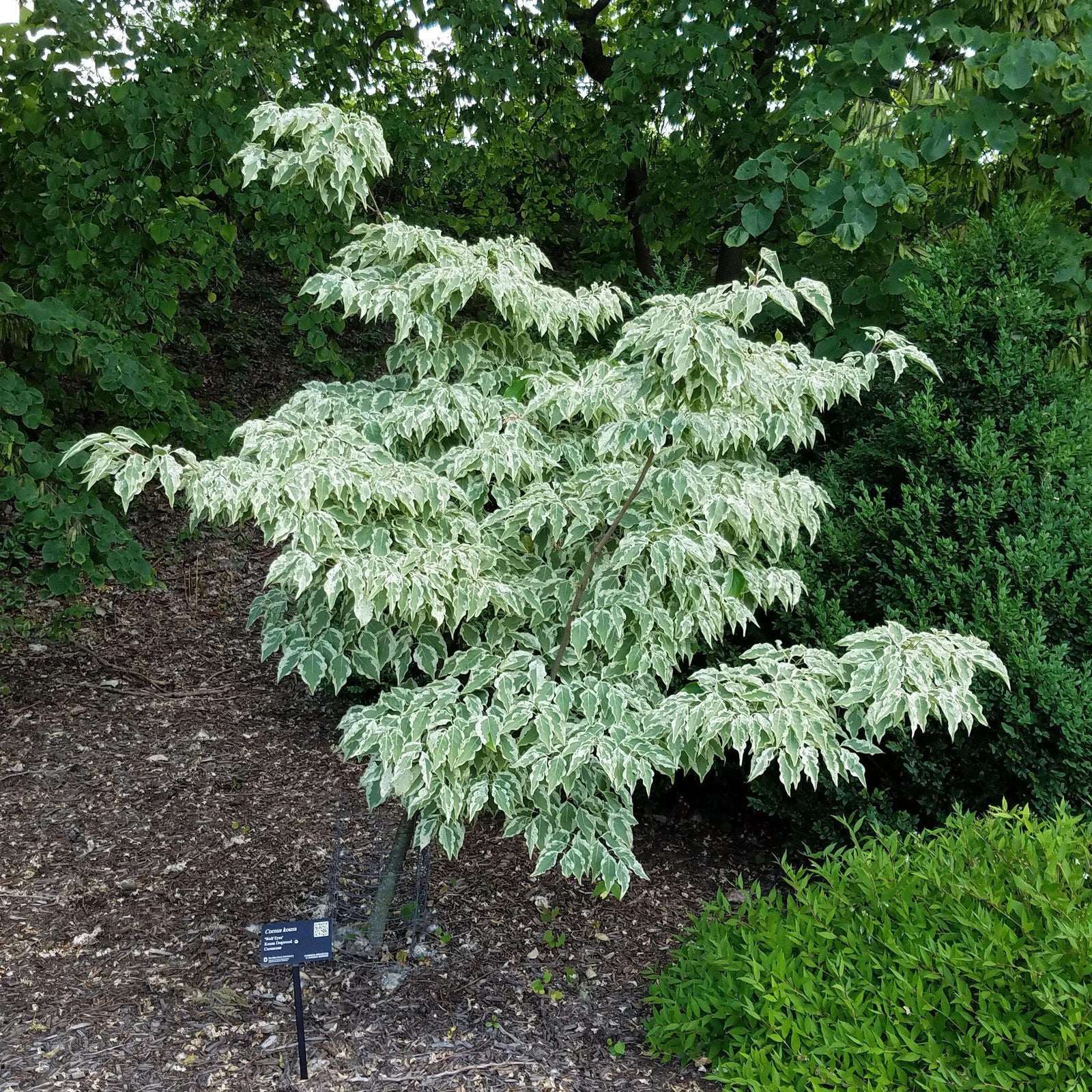 Cornus kousa 'Wolf Eyes' ~ Wolf Eyes Dogwood-ServeScape