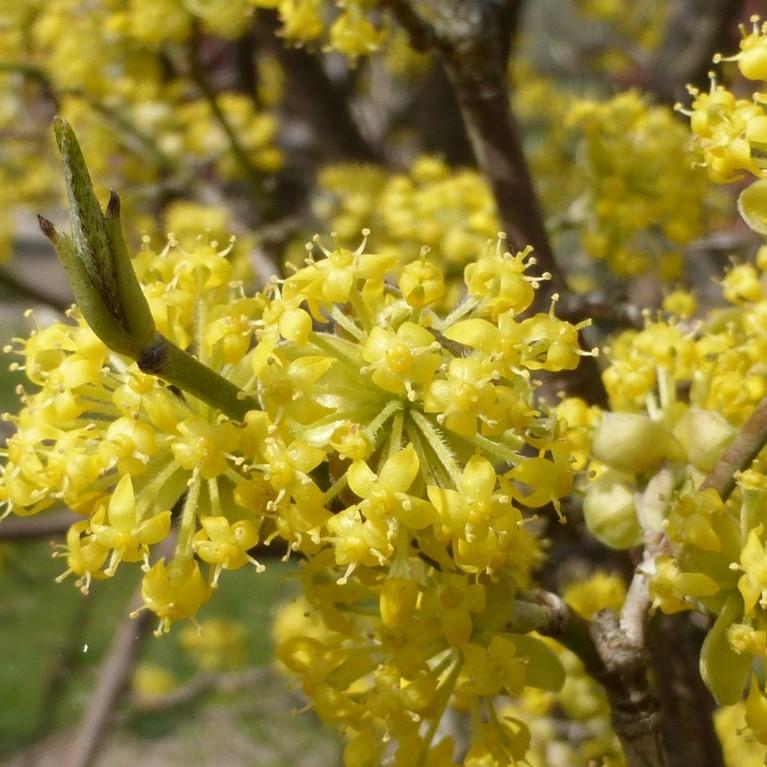 Cornus mas 'Golden Glory' ~ Golden Glory Cornelian Cherry Dogwood-ServeScape