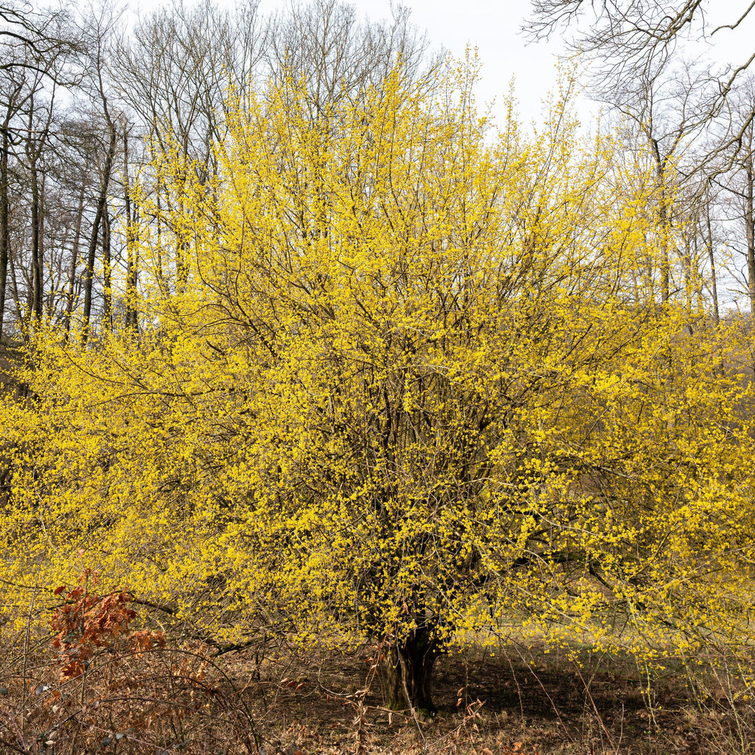 Cornus mas 'Golden Glory' ~ Golden Glory Cornelian Cherry Dogwood - Delivered By ServeScape