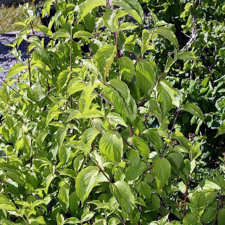 Cornus mas 'Golden Glory' ~ Golden Glory Cornelian Cherry Dogwood-ServeScape