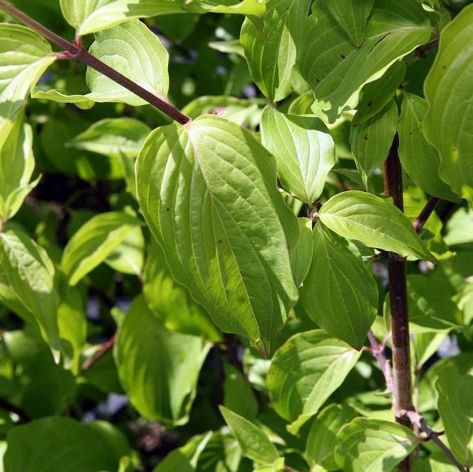 Cornus mas 'Golden Glory' ~ Golden Glory Cornelian Cherry Dogwood-ServeScape