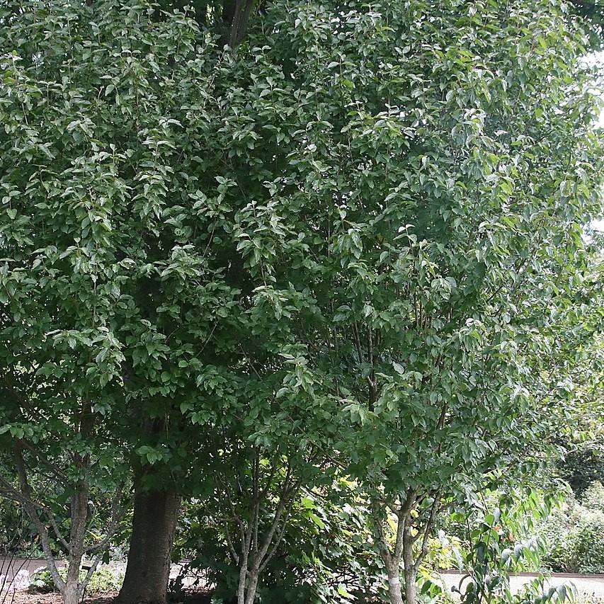 Cornus mas 'Golden Glory' ~ Golden Glory Cornelian Cherry Dogwood-ServeScape